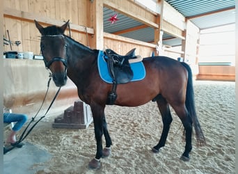 Czech Warmblood, Gelding, 16 years, 16,1 hh, Bay-Dark