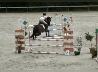 Czech Warmblood, Gelding, 16 years, 17.1 hh, Bay-Dark