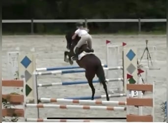 Czech Warmblood, Gelding, 16 years, 17.1 hh, Bay-Dark