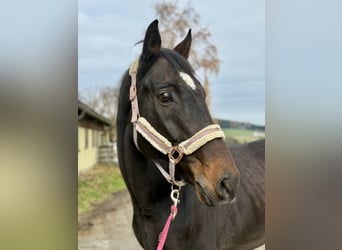 Czech Warmblood, Gelding, 16 years, 17,1 hh, Bay-Dark