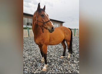 Czech Warmblood, Gelding, 17 years, 16.2 hh, Brown-Light