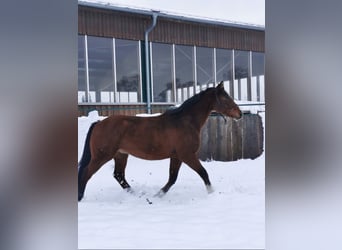 Czech Warmblood, Gelding, 17 years, 16.2 hh, Brown-Light