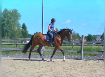 Czech Warmblood, Gelding, 17 years, 16.2 hh, Brown-Light