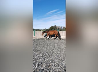 Czech Warmblood, Gelding, 17 years, 16.2 hh, Brown-Light