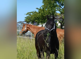 Czech Warmblood, Gelding, 18 years, 15.1 hh