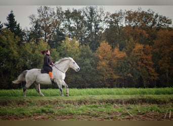 Czech Warmblood, Gelding, 18 years, 16.1 hh, Grey-Dapple