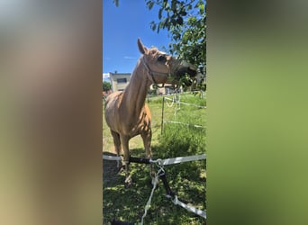 Czech Warmblood, Gelding, 19 years, 15.3 hh, Palomino