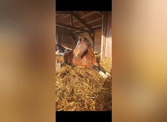 Czech Warmblood, Gelding, 19 years, 16.2 hh, Bay