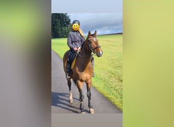 Czech Warmblood, Gelding, 19 years, 16,2 hh, Brown