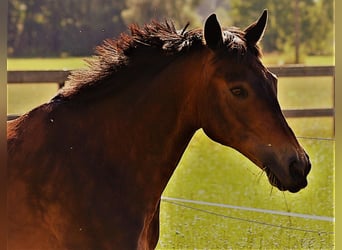 Czech Warmblood, Gelding, 20 years, 14.3 hh, Brown