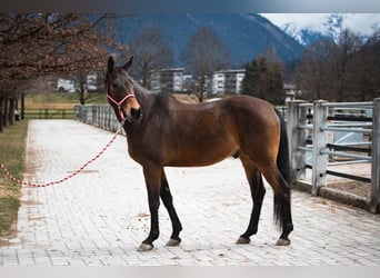 Czech Warmblood, Gelding, 21 years, 16.2 hh, Bay-Dark