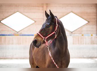 Czech Warmblood, Gelding, 21 years, 16,2 hh, Bay-Dark