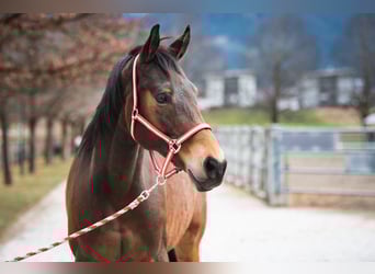 Czech Warmblood, Gelding, 21 years, 16,2 hh, Bay-Dark