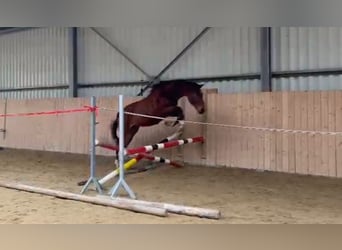 Czech Warmblood, Gelding, 2 years, 15,3 hh, Bay