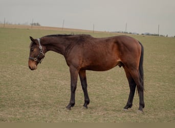 Czech Warmblood, Gelding, 2 years, Bay