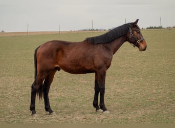 Czech Warmblood, Gelding, 2 years, Bay