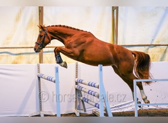 Czech Warmblood, Gelding, 3 years, 15.3 hh, Chestnut-Red