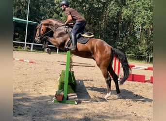 Tschechisches Warmblut, Wallach, 3 Jahre, 16,2 hh, Rotbrauner