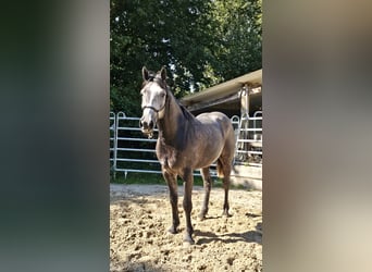 Tschechisches Warmblut, Wallach, 4 Jahre, 15,2 hh, Apfelschimmel