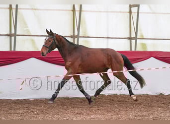 Czech Warmblood, Gelding, 4 years, 15,3 hh, Brown