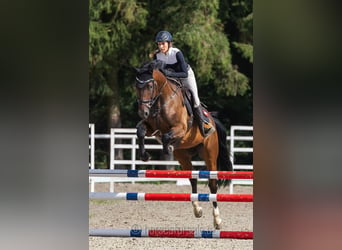 Tschechisches Warmblut, Wallach, 4 Jahre, 16,1 hh, Brauner