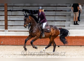 Tschechisches Warmblut, Wallach, 4 Jahre, 16,1 hh, Brauner