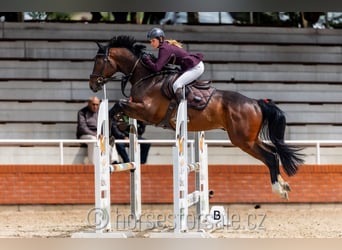 Tschechisches Warmblut, Wallach, 4 Jahre, 16,1 hh, Brauner