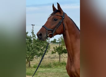 Czech Warmblood, Gelding, 4 years, 16.2 hh, Brown Czech Warmblood, Gelding, 4 years, 16.2 hh, Brown