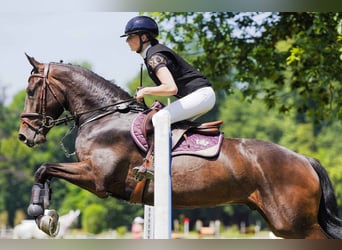 Czech Warmblood, Gelding, 4 years, 16 hh, Bay-Dark