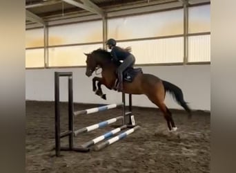 Czech Warmblood, Gelding, 4 years, 16 hh, Brown