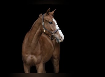 Tschechisches Warmblut, Wallach, 4 Jahre, 16 hh, Dunkelfuchs