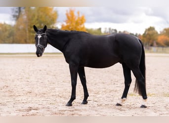 Czech Warmblood, Gelding, 4 years, 16,1 hh, Black