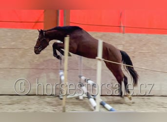 Czech Warmblood, Gelding, 4 years, 16,1 hh, Brown