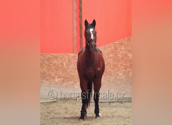 Czech Warmblood, Gelding, 4 years, 16,1 hh, Brown