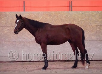 Czech Warmblood, Gelding, 4 years, 16,1 hh, Brown