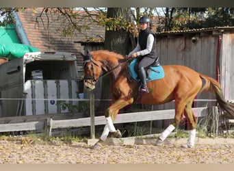 Czech Warmblood, Gelding, 4 years, 16,1 hh, Chestnut-Red