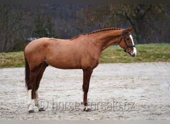 Czech Warmblood, Gelding, 4 years, 16,1 hh, Chestnut-Red