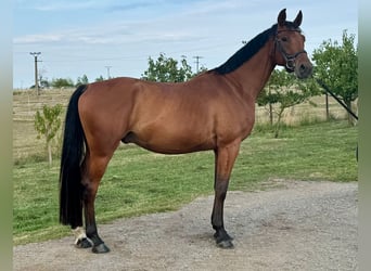 Czech Warmblood, Gelding, 4 years, 16,2 hh, Brown