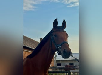 Czech Warmblood, Gelding, 4 years, 16,2 hh, Brown