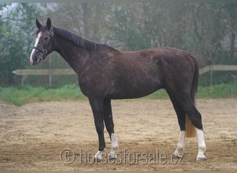 Tschechisches Warmblut, Wallach, 4 Jahre, 17 hh, Brauner