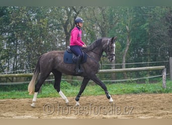 Tschechisches Warmblut, Wallach, 4 Jahre, 17 hh, Brauner