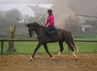 Tschechisches Warmblut, Wallach, 4 Jahre, 17 hh, Brauner