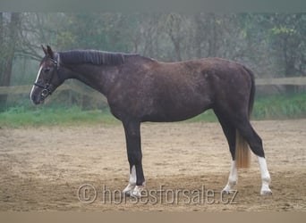 Tschechisches Warmblut, Wallach, 4 Jahre, 17 hh, Brauner