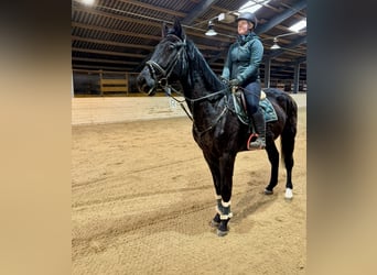 Czech Warmblood, Gelding, 4 years, 17,1 hh, Black