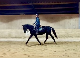 Czech Warmblood, Gelding, 4 years, 17,1 hh, Black