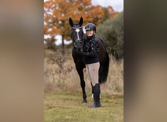 Czech Warmblood, Gelding, 5 years, 16.1 hh, Black