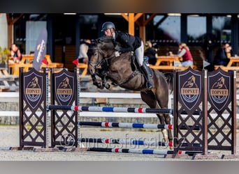 Czech Warmblood, Gelding, 5 years, 16.2 hh, Smoky-Black