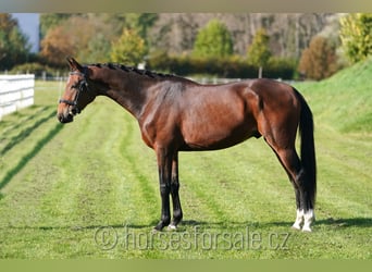 Czech Warmblood, Gelding, 5 years, 16 hh, Brown