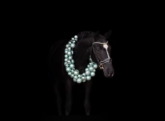 Czech Warmblood, Gelding, 5 years, 16,1 hh, Black