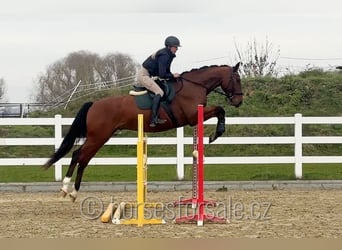 Czech Warmblood, Gelding, 5 years, 16,2 hh, Brown